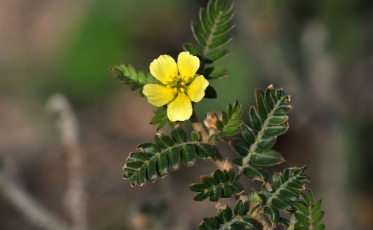 Die steigende Popularität von Tribulus Terrestris