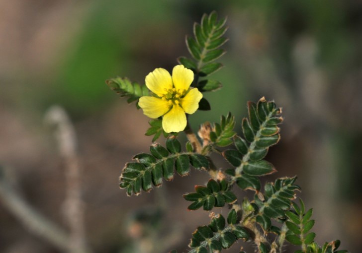 Die steigende Popularität von Tribulus Terrestris