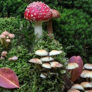 Die Zukunft von Amanita Muscaria als alternativem Heilmittel