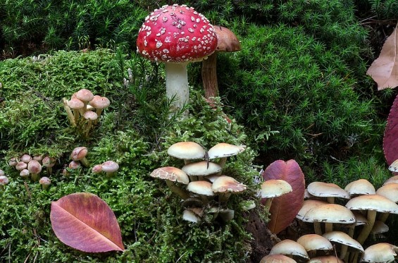 Die Zukunft von Amanita Muscaria als alternativem Heilmittel