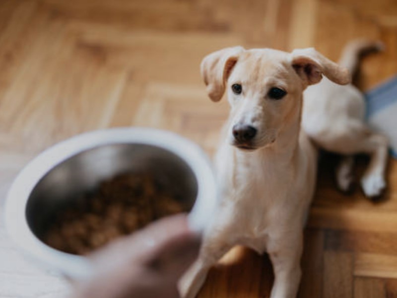 Hundefutter für Hunde mit Verdauungsproblemen