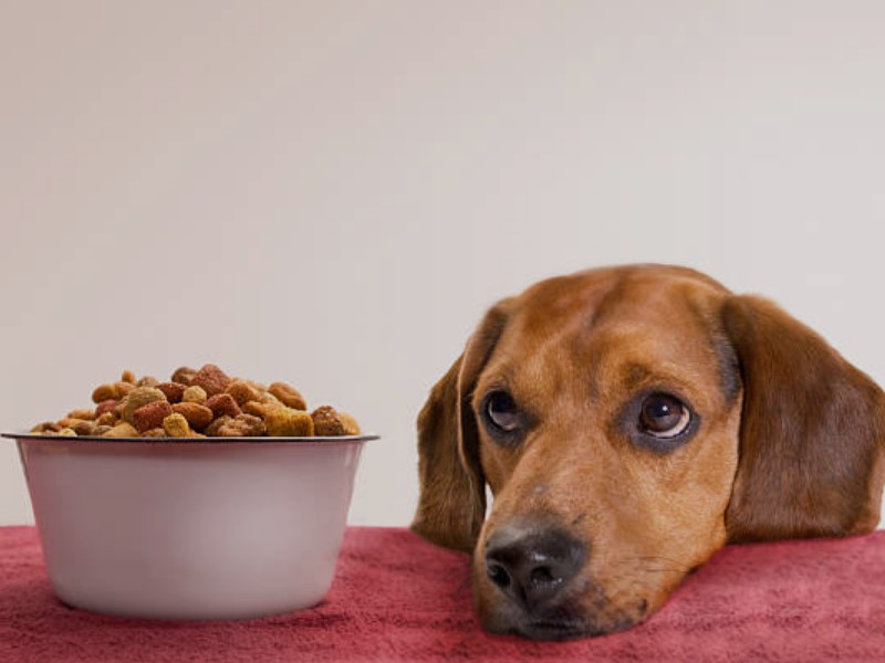 Hundefutter für Energie