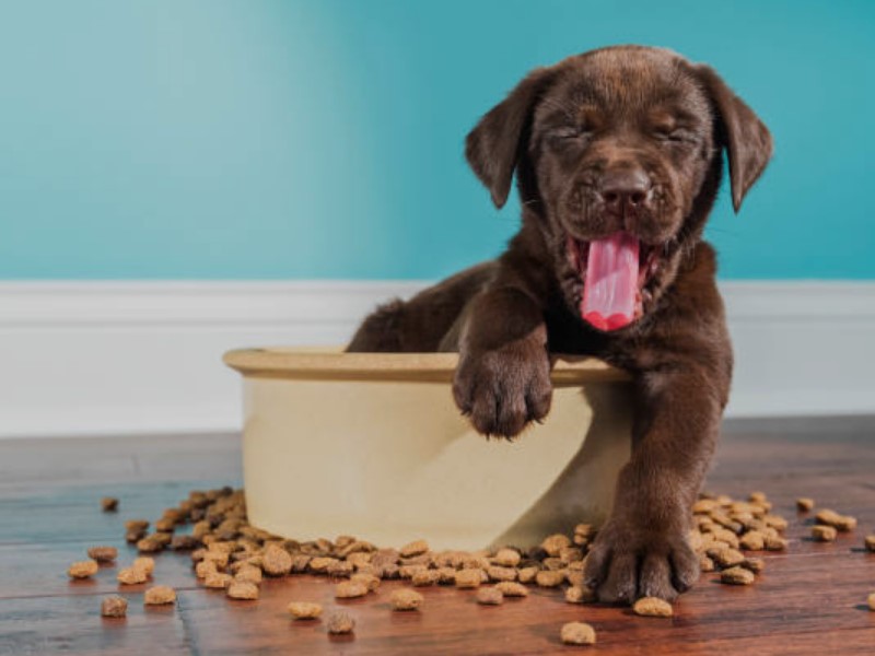 Hundefutter für Welpen