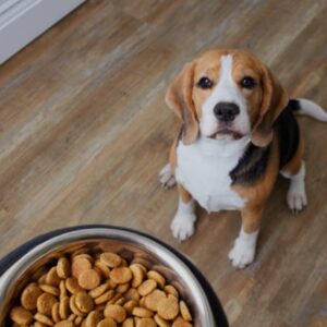 Anzeichen, dass Sie Ihr Hundefutter wechseln sollten