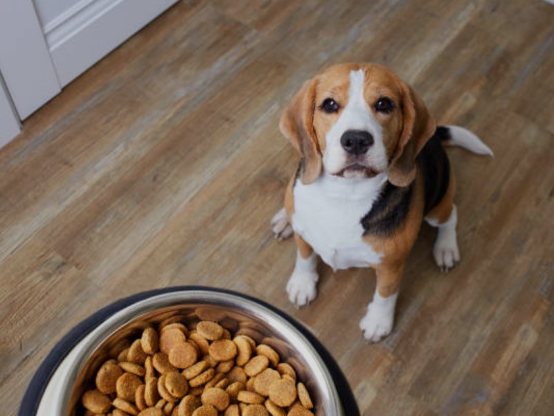 Anzeichen, dass Sie Ihr Hundefutter wechseln sollten